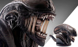 PRE - ORDER: Hollywood Collectibles Group Aliens Xenomorph Life - Size Bust - collectorzown