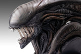 PRE - ORDER: Hollywood Collectibles Group Aliens Xenomorph Life - Size Bust - collectorzown