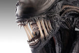 PRE - ORDER: Hollywood Collectibles Group Aliens Xenomorph Life - Size Bust - collectorzown