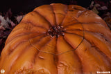 PRE - ORDER: PCS Collectibles Halloween: Jack - o - Lantern 1:1 Scale Collectible - collectorzown