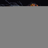 PRE - ORDER: PCS Collectibles The Fly 1/4 Scale Statue - collectorzown